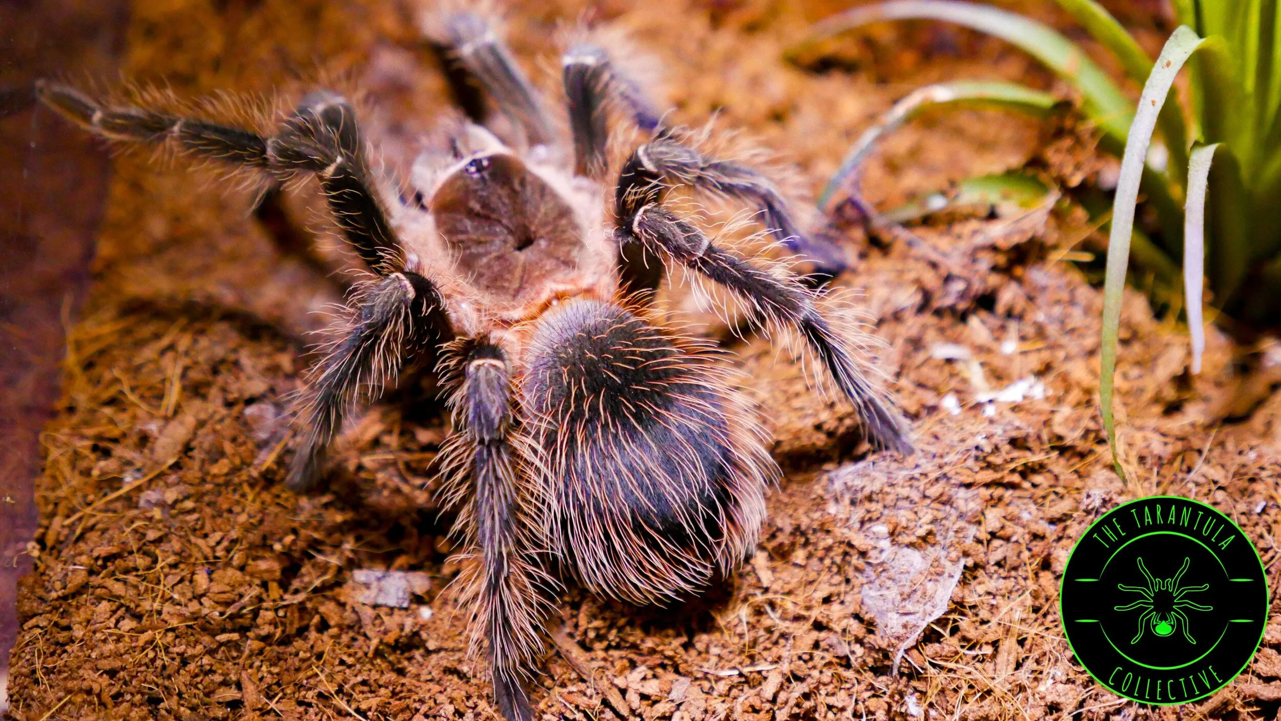 22382 tarantula in enclosure
