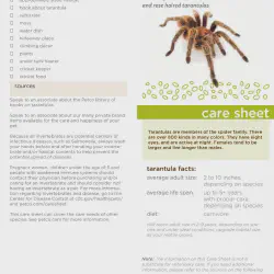 /img/22382-tarantula-molting.webp