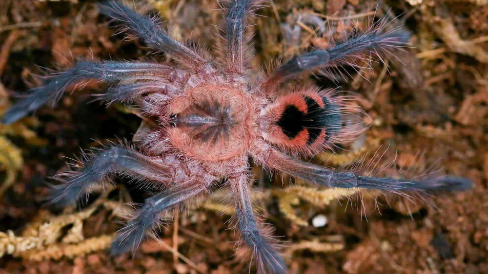 22382 tarantula watering dish