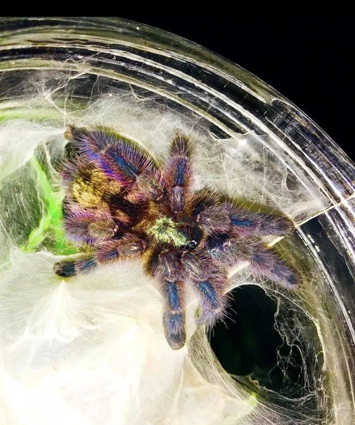 22383 sapphire pink toe tarantula colors