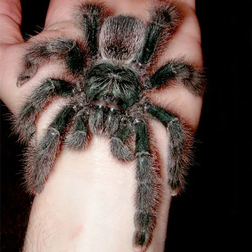 22383 sapphire pink toe tarantula handling