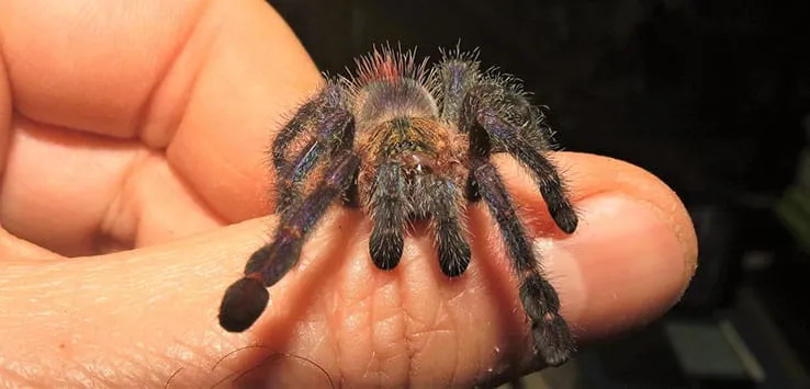 /img/22383-sapphire-pink-toe-tarantula-health.webp