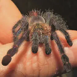 /img/22383-sapphire-pink-toe-tarantula-health.webp