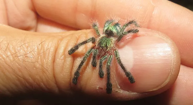 22383 sapphire pink toe tarantula molting