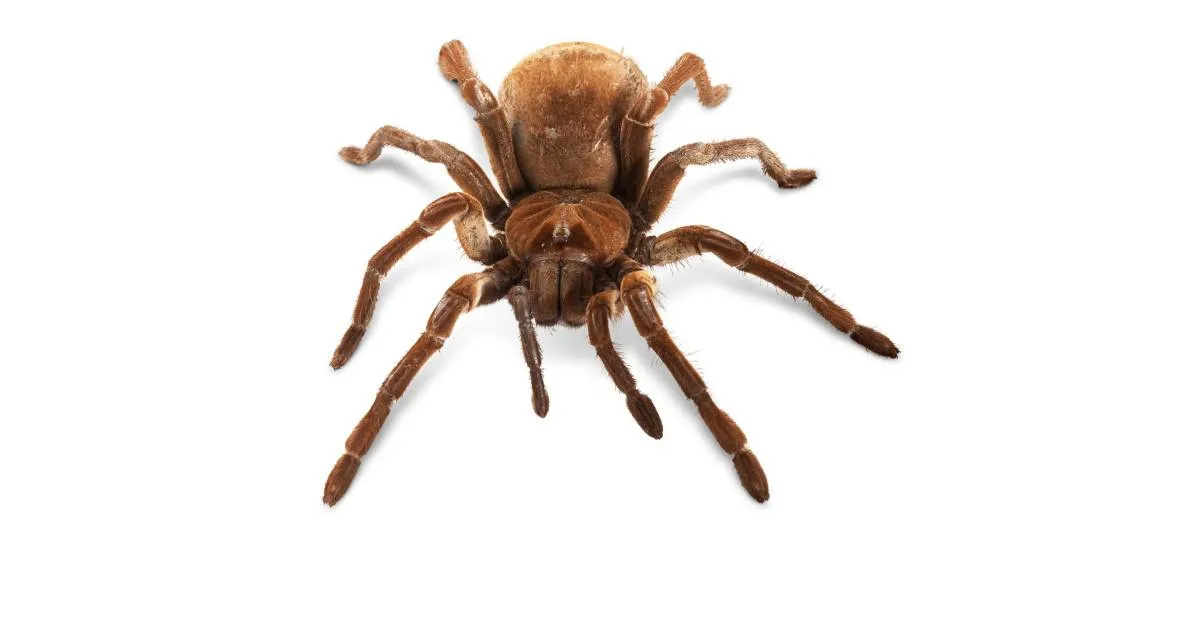/img/22384-goliath-tarantula-in-culture.webp