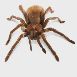 /img/22384-goliath-tarantula-in-culture.webp