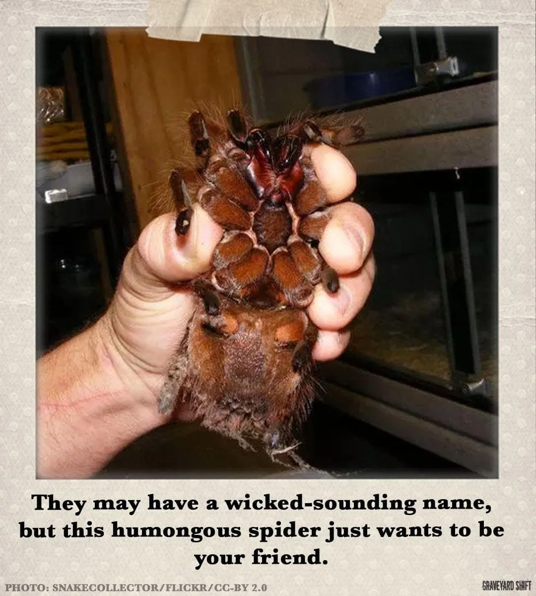 22384 goliath tarantula molting