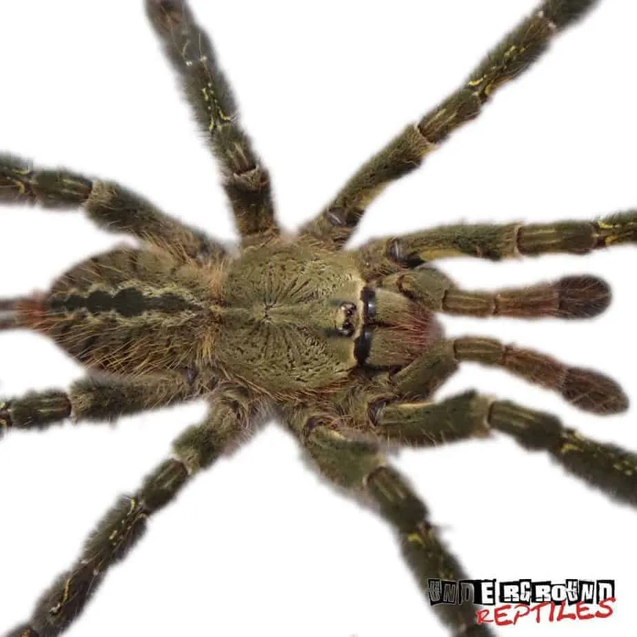 22385 oreo tarantula enclosure