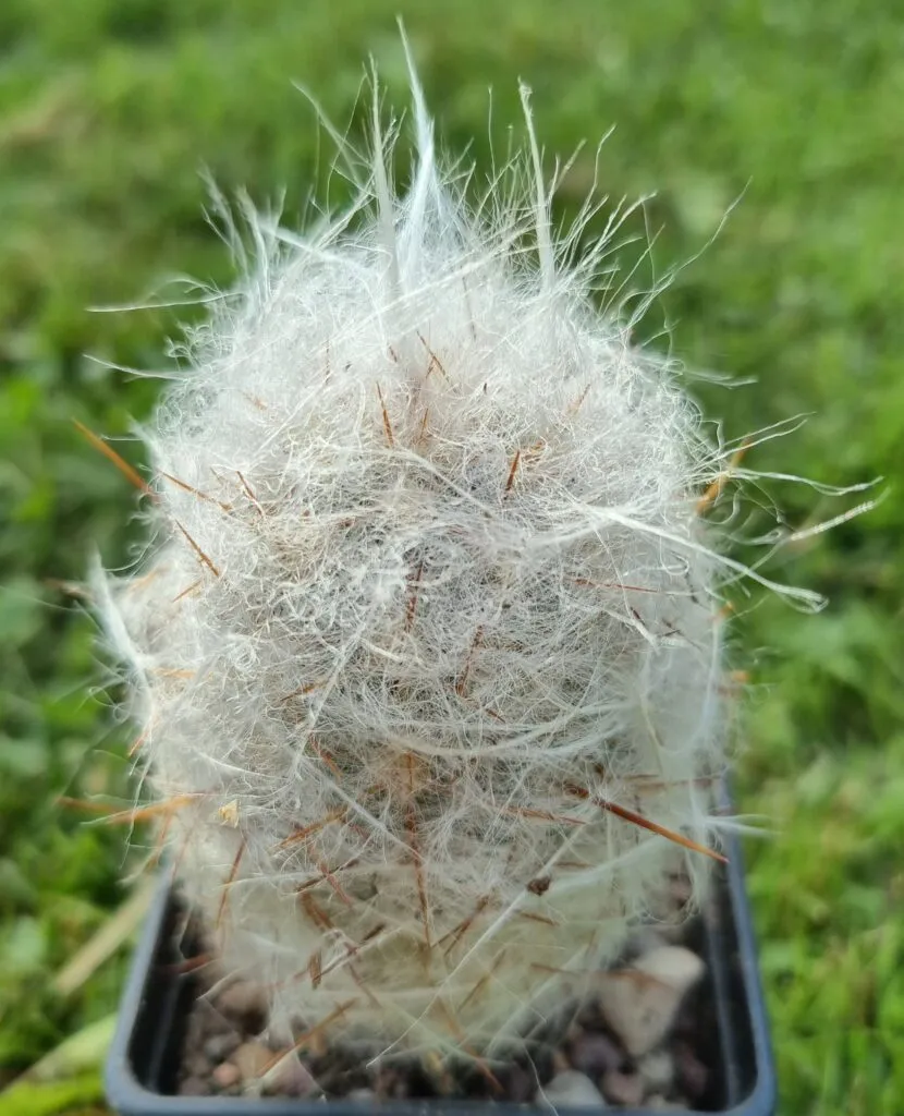 22385 oreo tarantula habitat