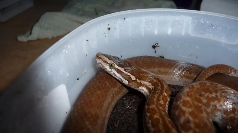 22385 oreo tarantula molting