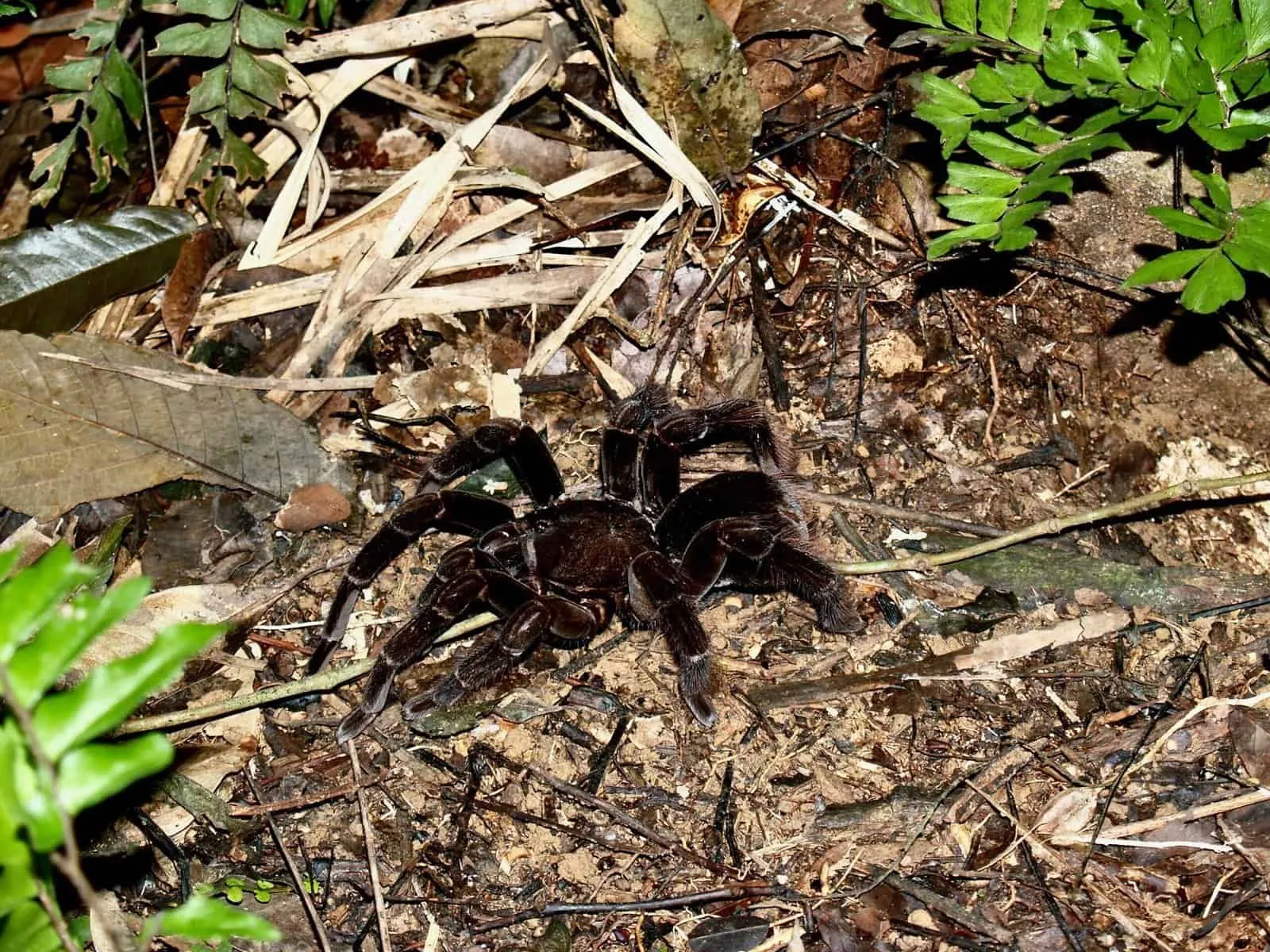 22386 albiceps tarantula enrichment