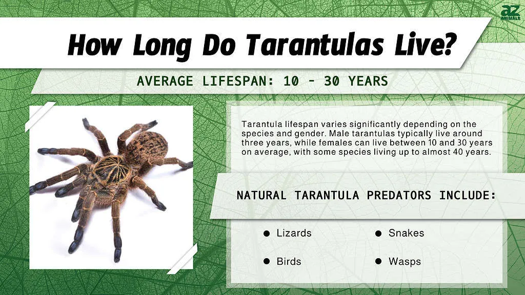 22386 albiceps tarantula health