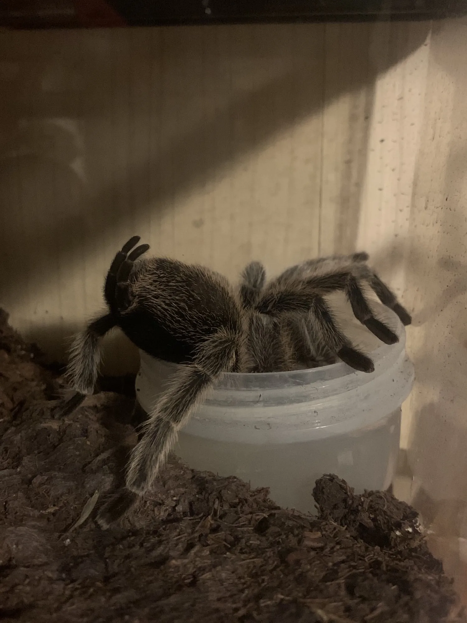 22387 enrichment for tarantulas