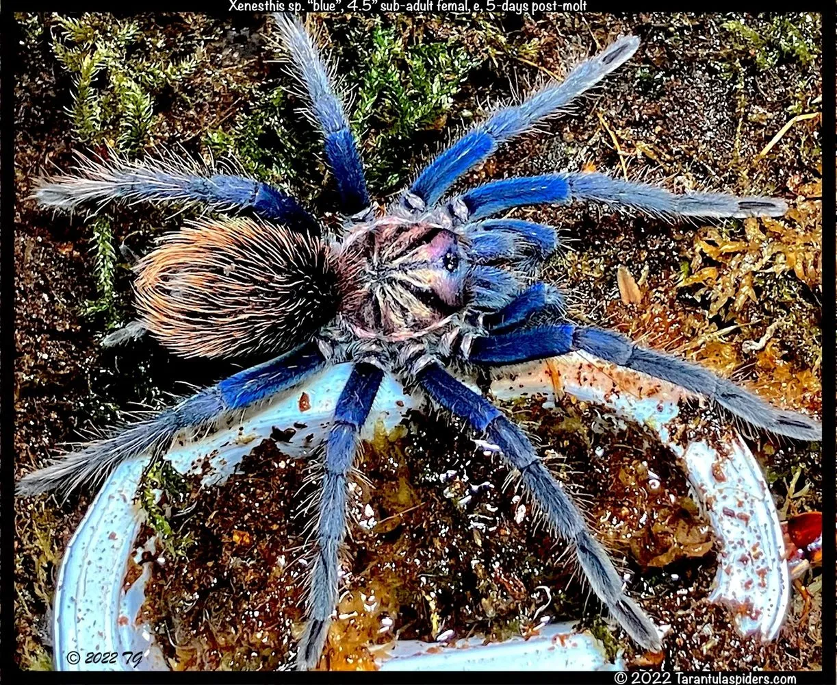 22389 tarantula mating