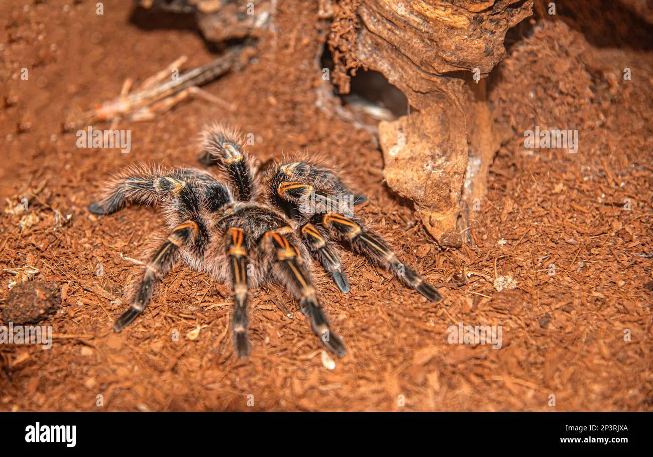 22389 tarantula predators
