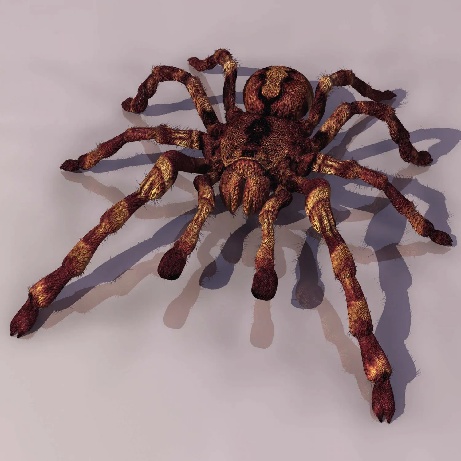 22389 tarantula size