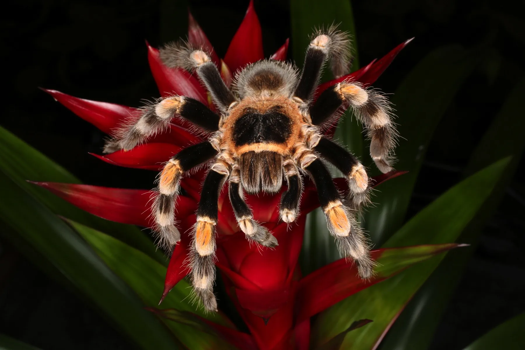 22390 redknee tarantula exoskeleton