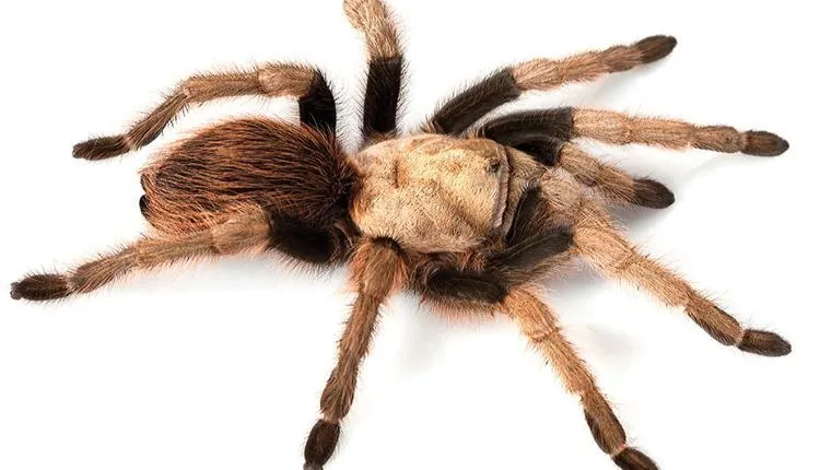 22391 arizona blonde tarantula defensive pose