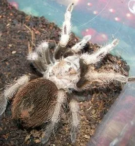 /img/22391-arizona-blonde-tarantula-eggs.webp