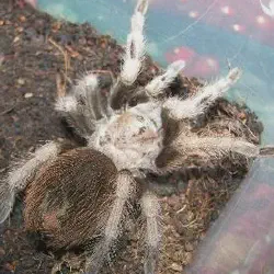 /img/22391-arizona-blonde-tarantula-eggs.webp