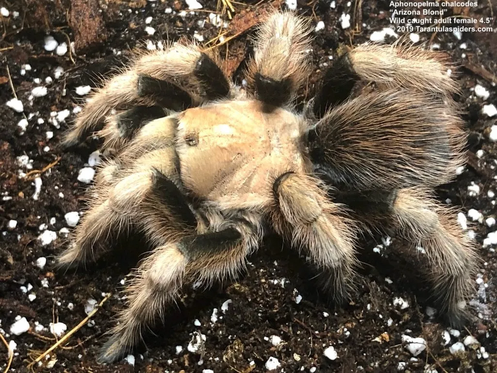 22391 arizona blonde tarantula feeding