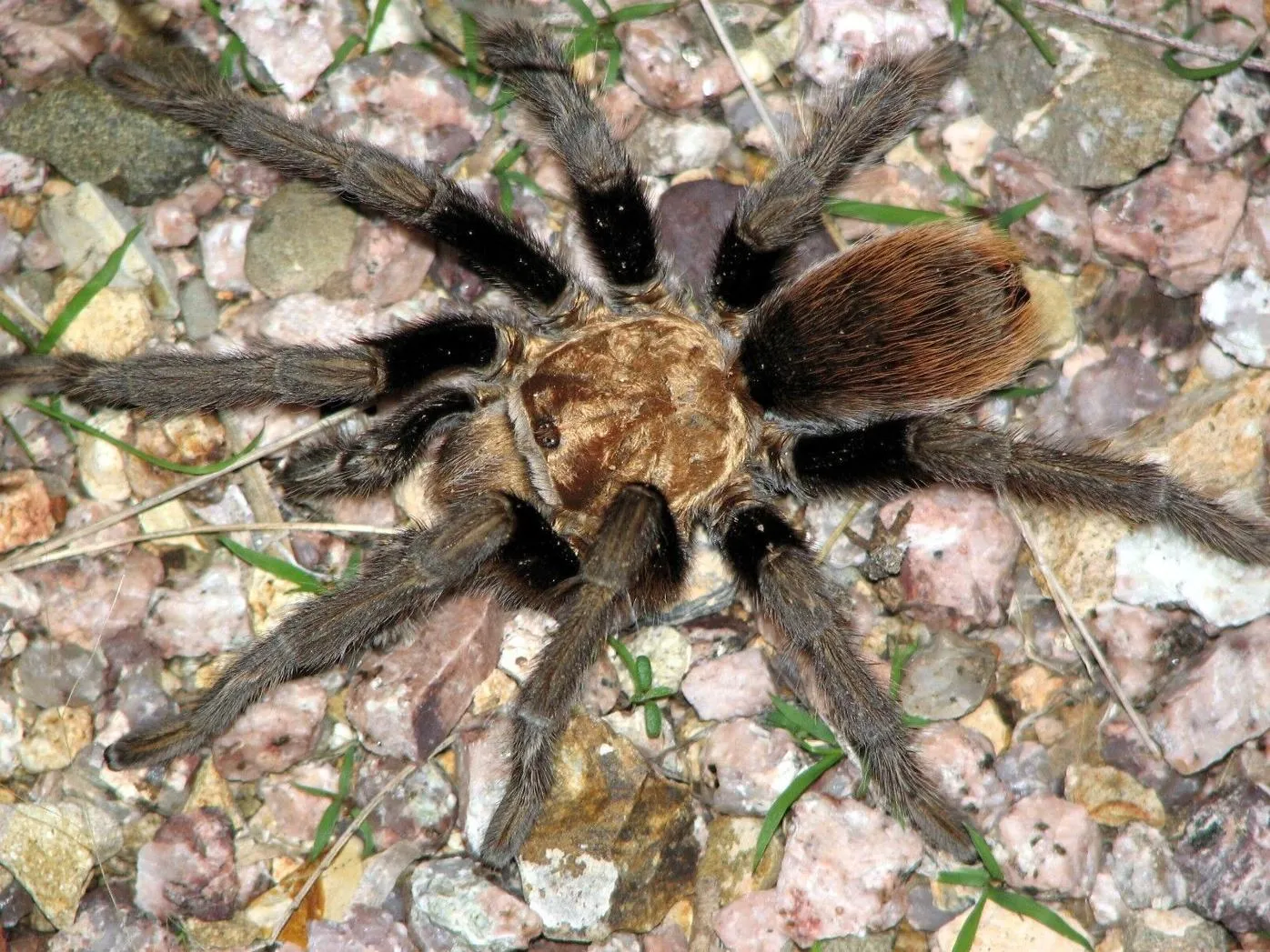 22391 arizona blonde tarantula handling
