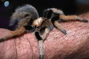 22391 arizona blonde tarantula pet