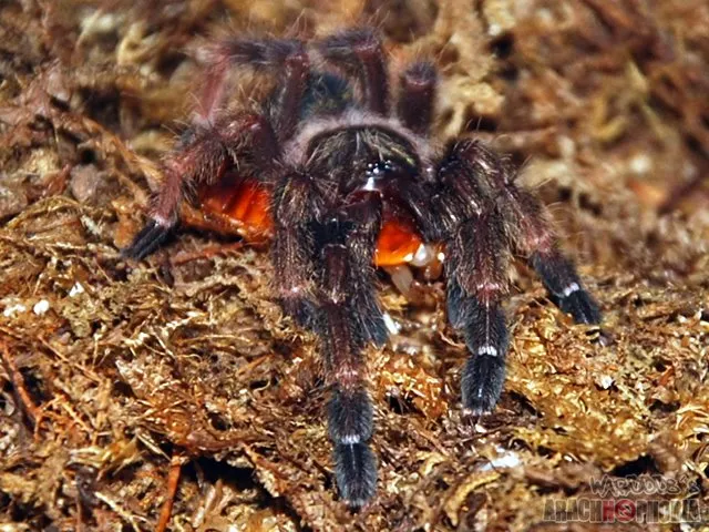 22392 costa rican orange mouth tarantula feeding