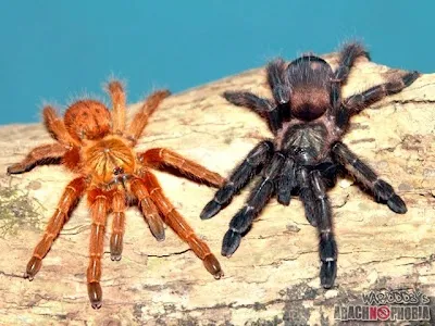 22392 costa rican orange mouth tarantula habitat