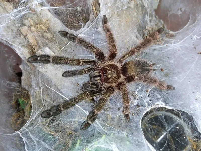 22392 costa rican orange mouth tarantula handling