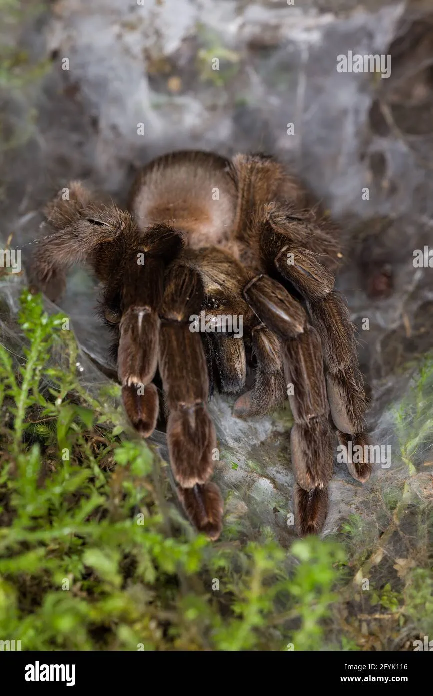 22392 costa rican orange mouth tarantula molting