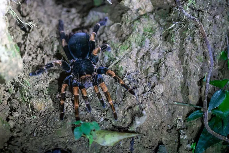 /img/22392-costa-rican-orange-mouth-tarantula-species.webp