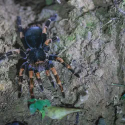 /img/22392-costa-rican-orange-mouth-tarantula-species.webp