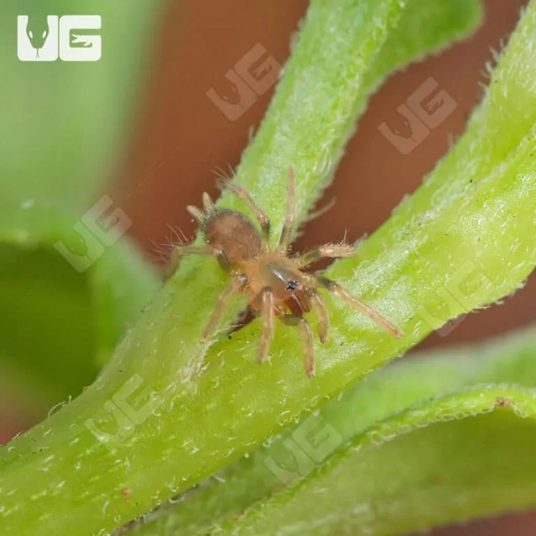 22394 buying tarantula