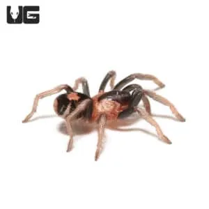 /img/22394-tarantula-handling.webp