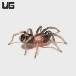 /img/22394-tarantula-handling.webp
