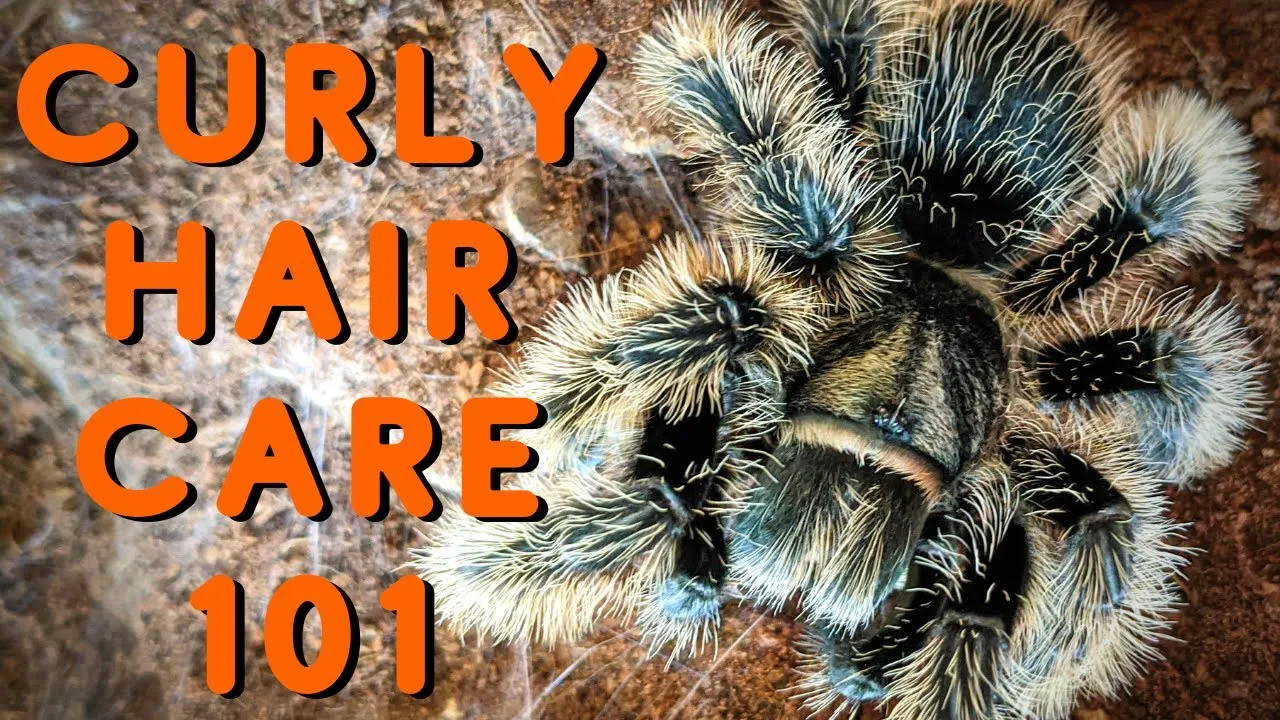 /img/22395-curly-hair-tarantula-cleaning.webp