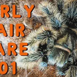/img/22395-curly-hair-tarantula-cleaning.webp