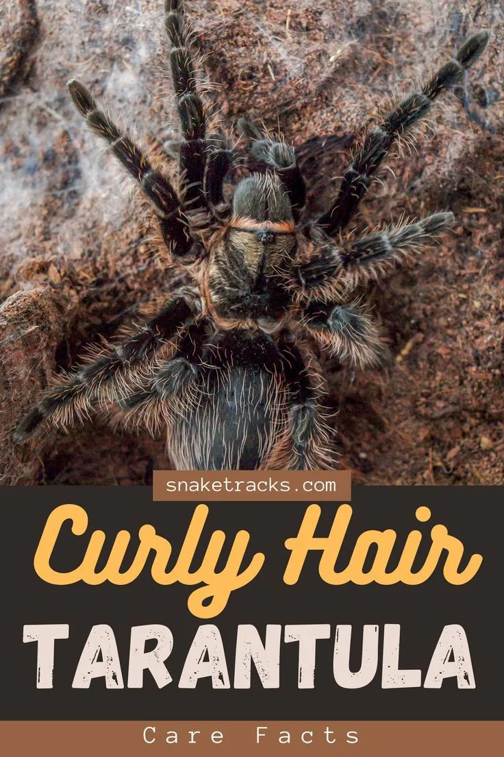 22395 curly hair tarantula molting