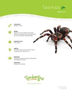 22395 curly hair tarantula substrate