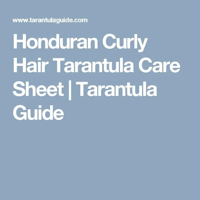 22395 curly hair tarantula water