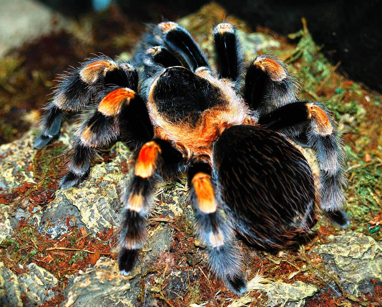 22396 allergic reaction tarantula