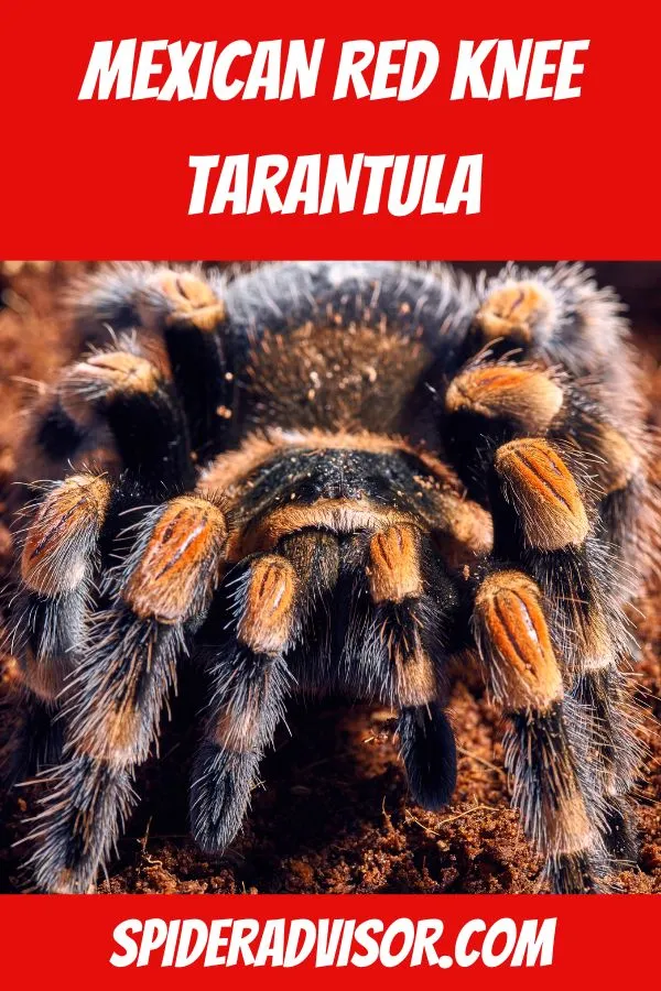 22396 tarantula bite symptoms