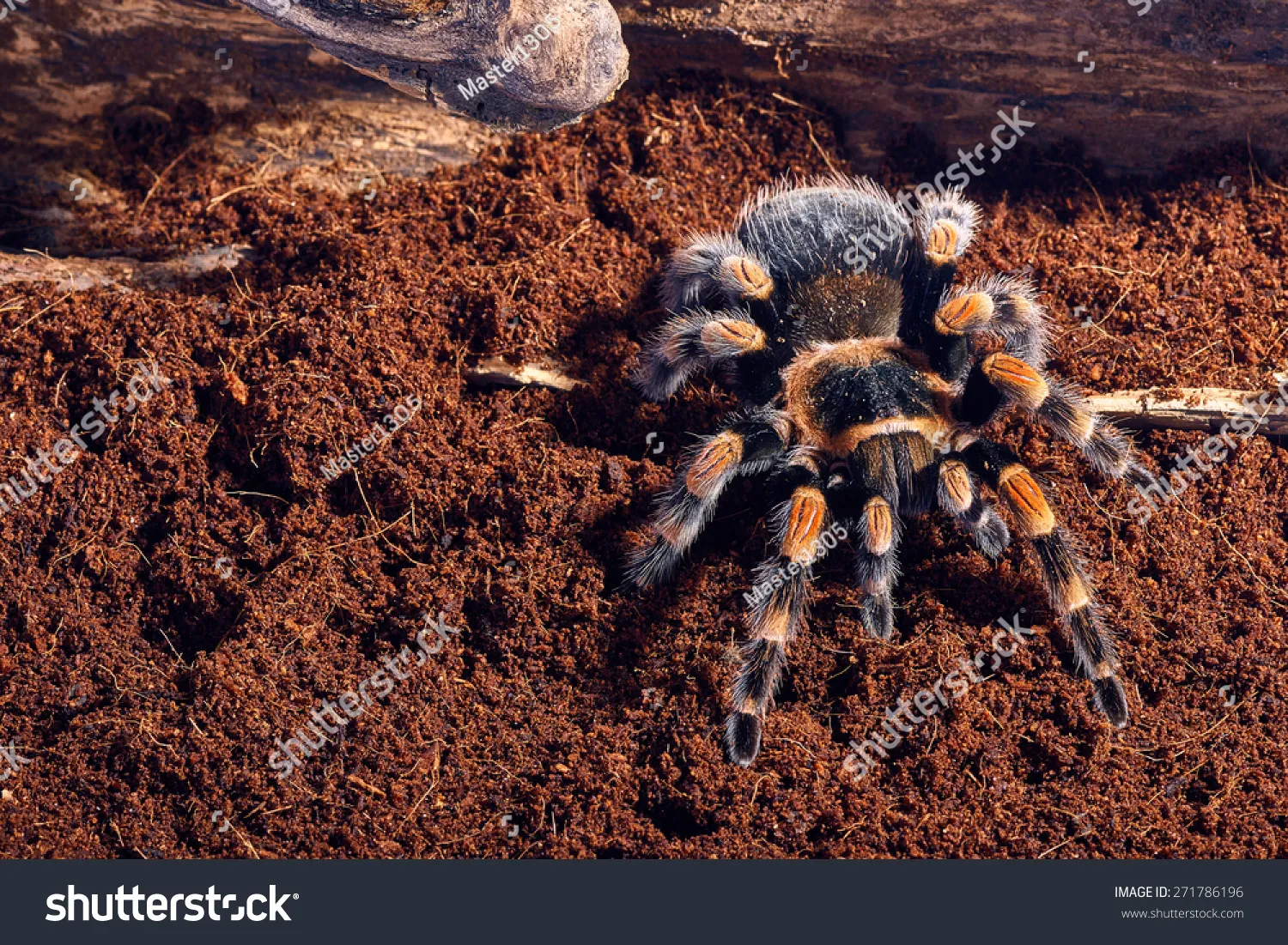 /img/22396-tarantula-enclosure.webp