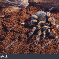 /img/22396-tarantula-enclosure.webp