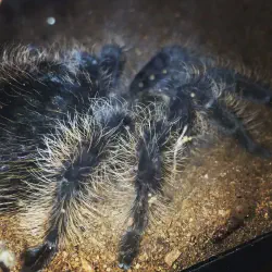 /img/22399-birdeater-tarantula-enrichment.webp