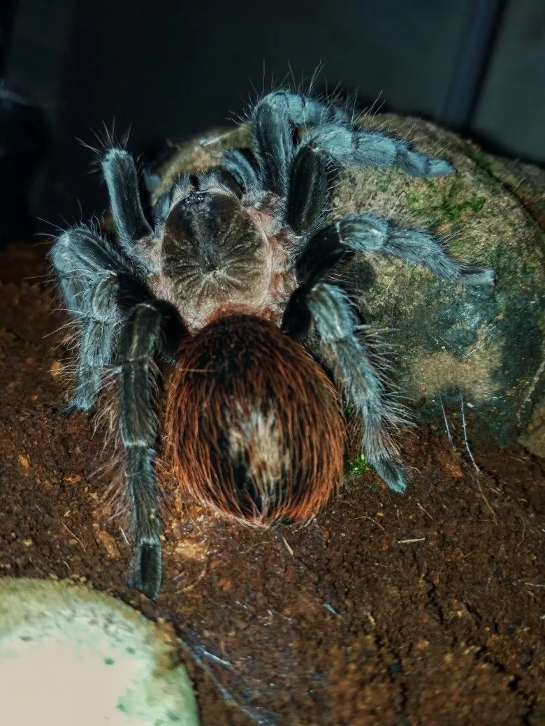 22399 birdeater tarantula handling