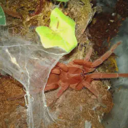 /img/22400-nyc-parks-tarantula.webp