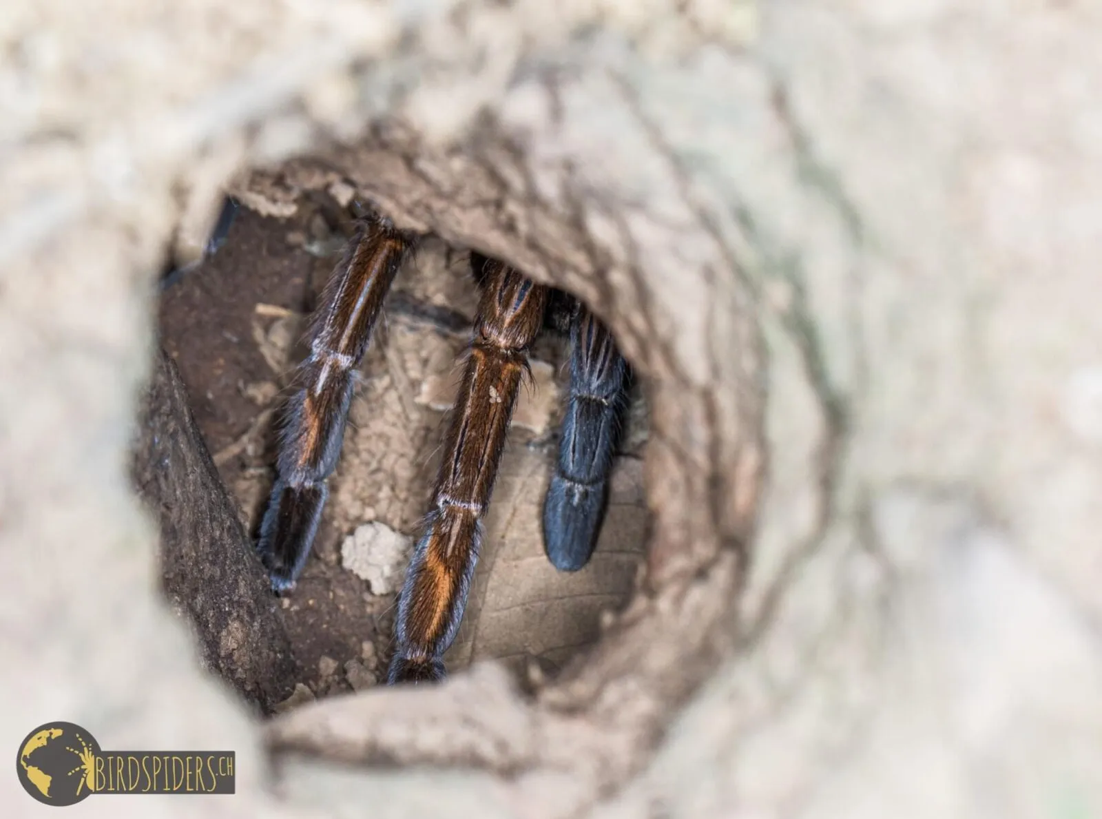 22400 nyc tarantula habitat