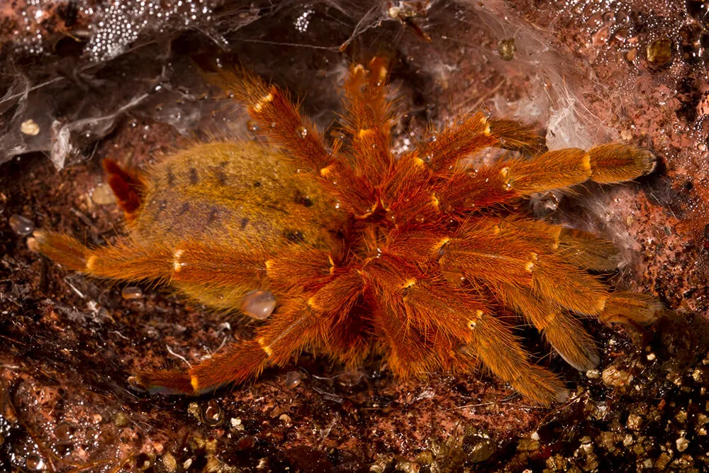 22400 tarantula lifecycle